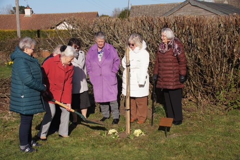 Tree planting